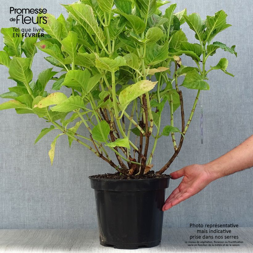 Ejemplar de Hortensia macrophylla Teller Blue - Hydrangea Maceta 7,5L/10L entregado en otoño