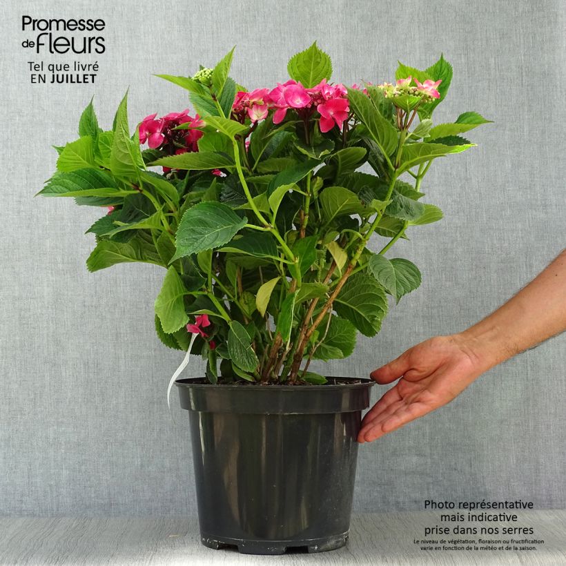 Ejemplar de Hortensia macrophylla Teller Red - Hydrangea Maceta 7,5L/10LAltura de entrega aprox. 40/60cm entregado en verano