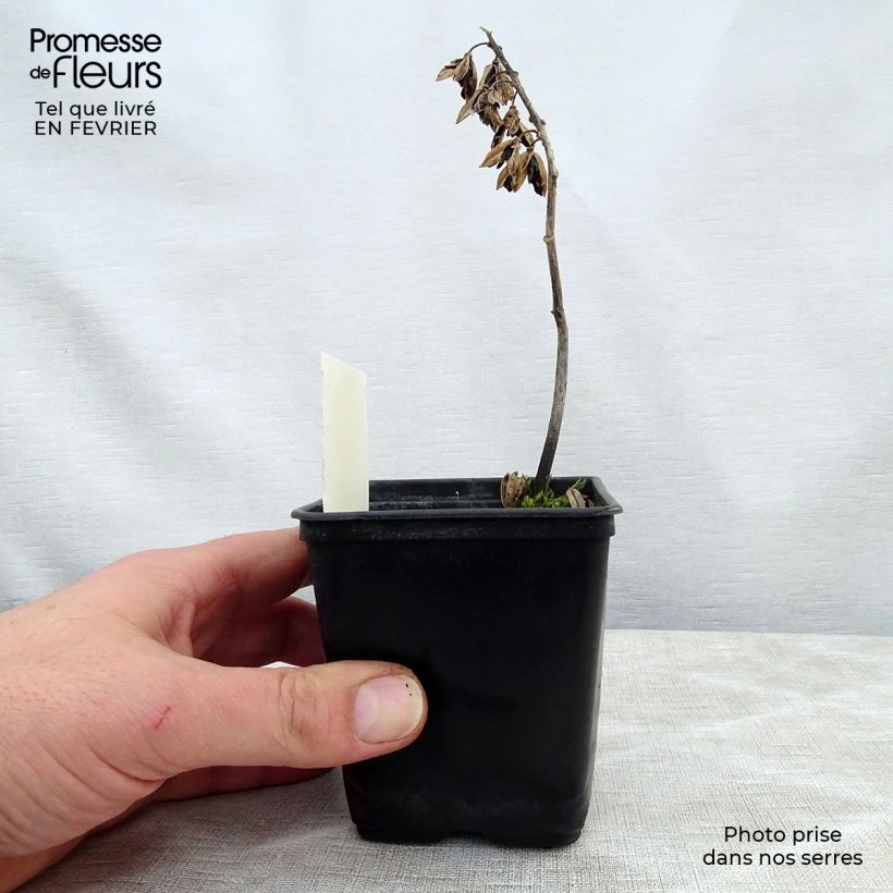 Hosta Abiqua Ariel Maceta de 8/9 cm Ejemplar entregado en invierno