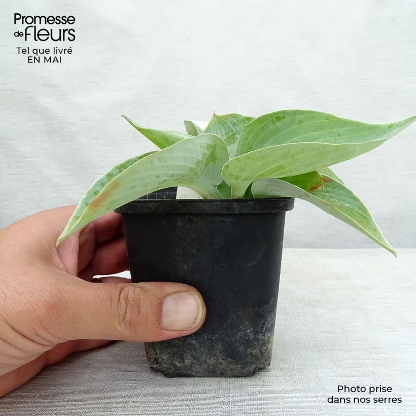 Hosta Abiqua Ariel Maceta de 8/9 cm Ejemplar entregado en la primavera