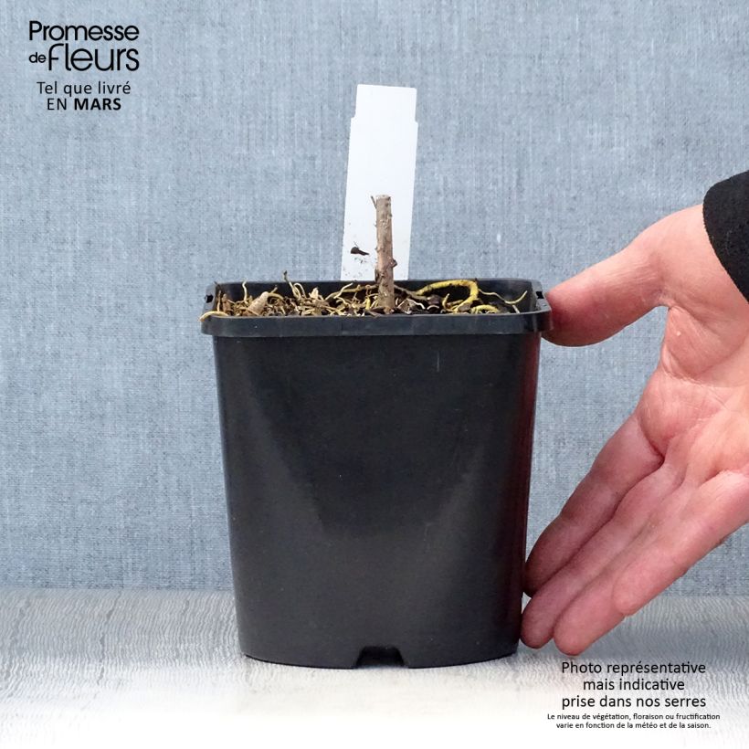 Hosta Amalia Pot de 1,5L/2L Ejemplar entregado en la primavera