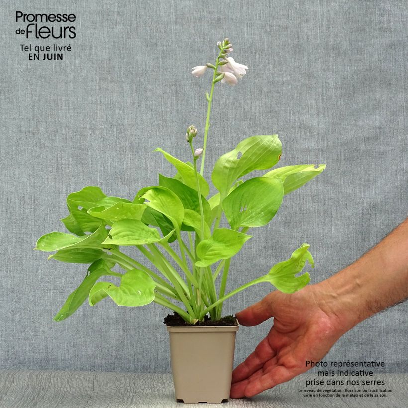 Ejemplar de Hosta August Moon en godet de 9cm entregado en verano