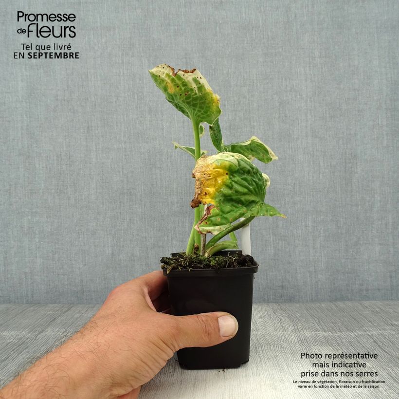 Ejemplar de Hosta Austin Dickinson Maceta de 8/9 cm entregado en otoño