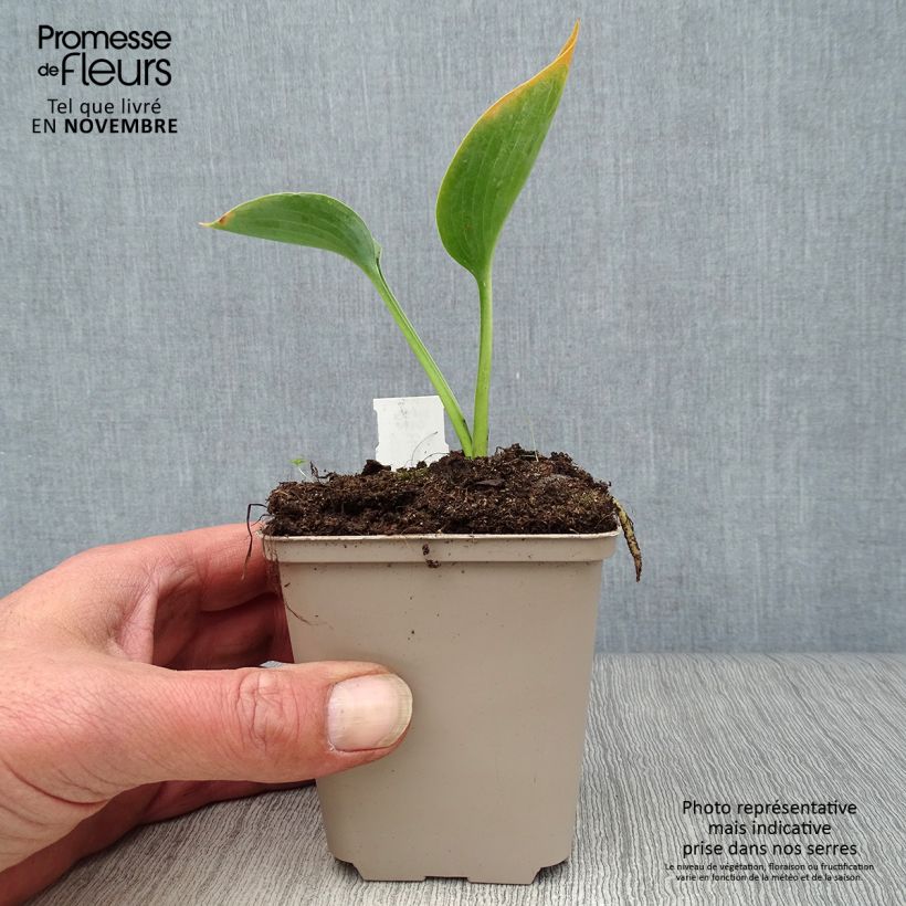 Ejemplar de Hosta Big daddy Maceta de 8/9 cm entregado en otoño