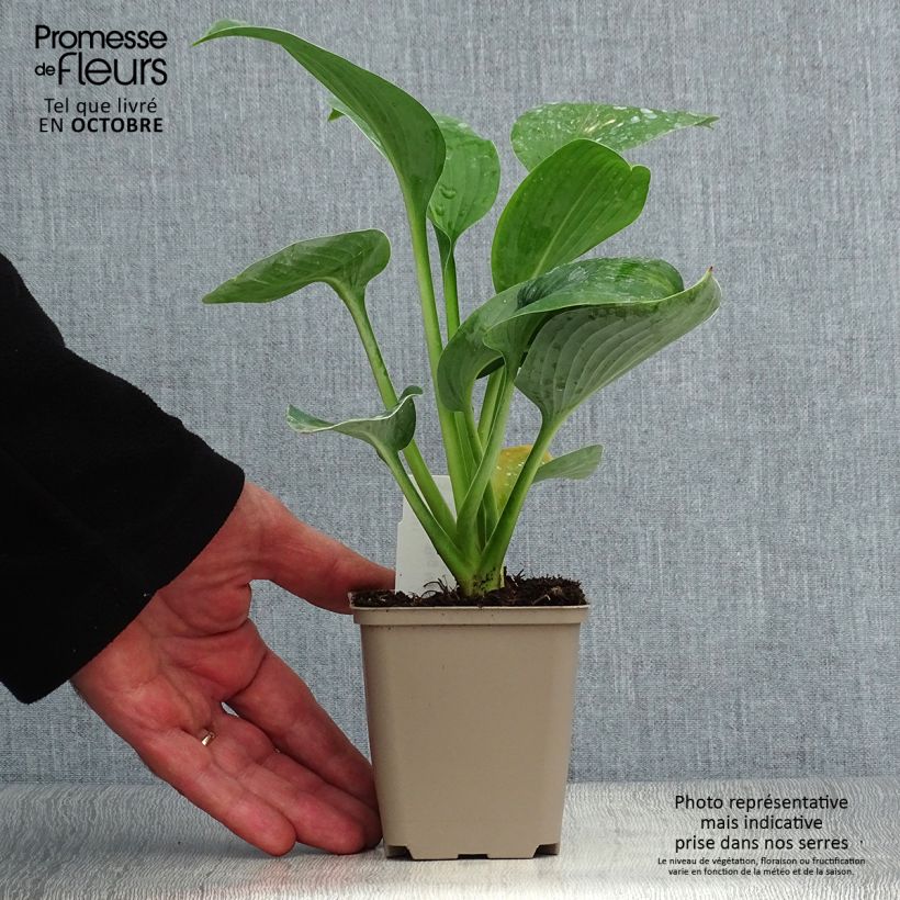 Ejemplar de Hosta Big Mama Maceta de 8/9 cm entregado en otoño