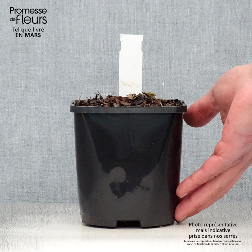 Hosta Big Mama - Pot de 1.5L/2L Ejemplar entregado en la primavera