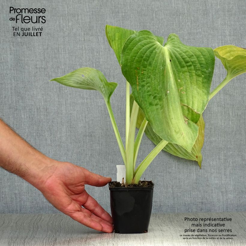 Ejemplar de Hosta Hosta Blue Angel Maceta de 8/9 cm entregado en verano