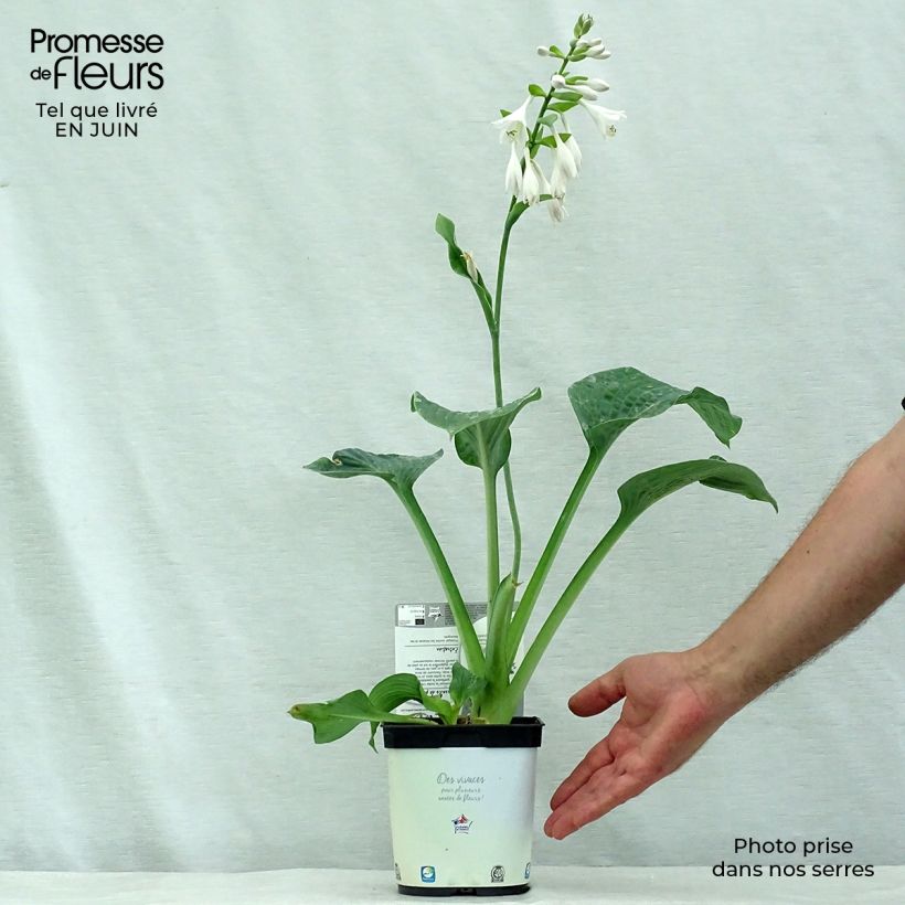 Ejemplar de Hosta Hosta Blue Angel Maceta 1,5L/2L entregado en verano