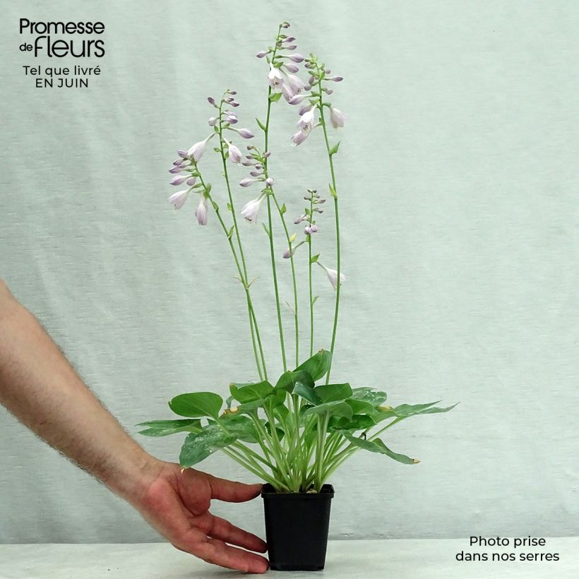 Ejemplar de Hosta Hosta Blue Cadet Maceta de 8/9 cm entregado en verano