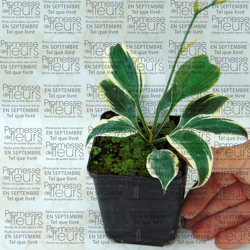 Ejemplo de ejemplar de Hosta tardiana Blue Ivory Maceta de 8/9 cm tal y como se entrega