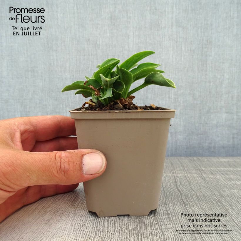 Ejemplar de Hosta Blue Mouse Ears - Hosta bleu miniature Godet de 9cm entregado en verano
