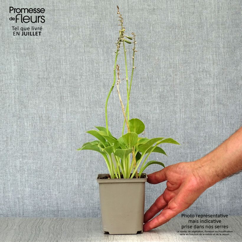 Ejemplar de Hosta Blue Umbrellas Godet de 9cm entregado en verano