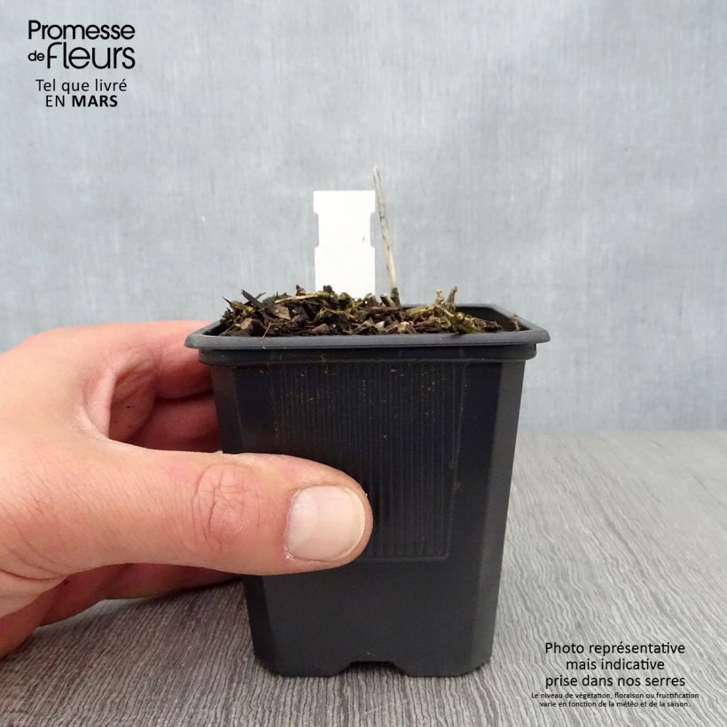 Hosta Bressingham Blue Godet de 9cm Ejemplar entregado en la primavera