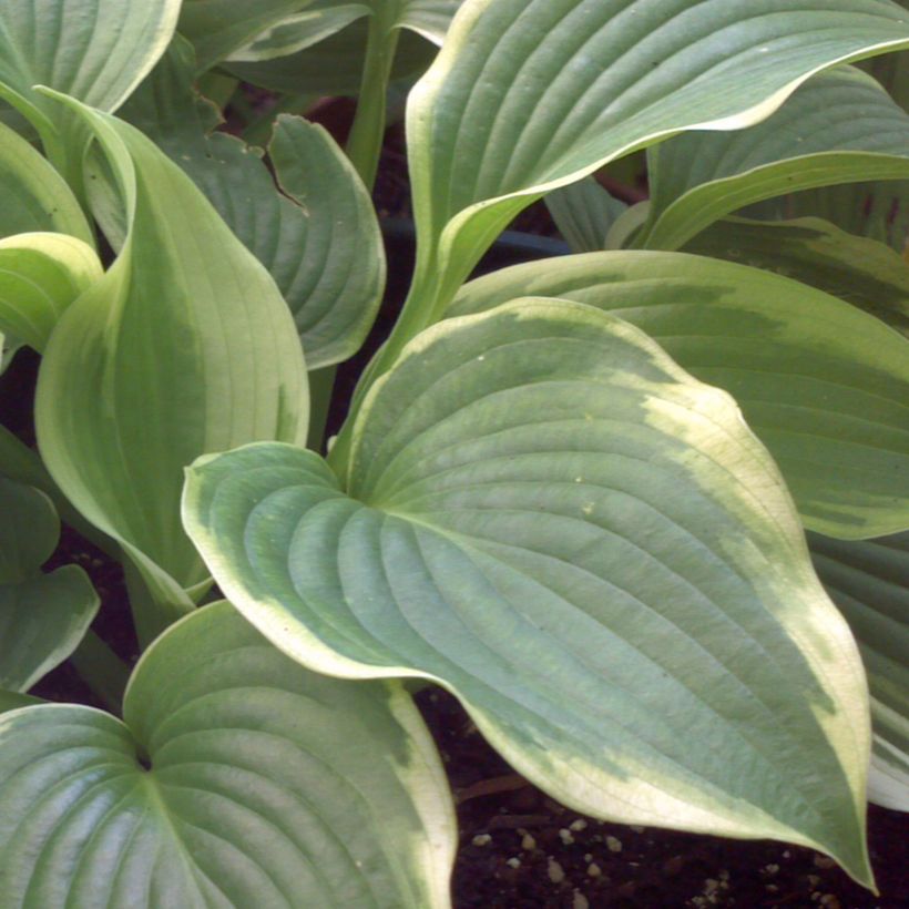 Hosta Bridal Falls (Follaje)