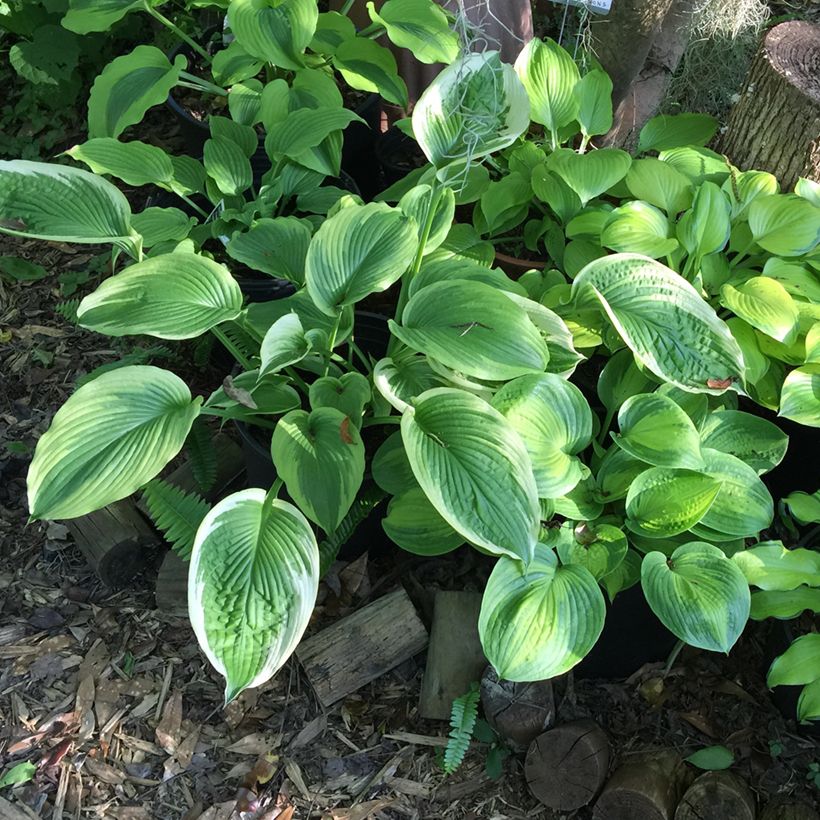 Hosta Bridal Falls (Porte)