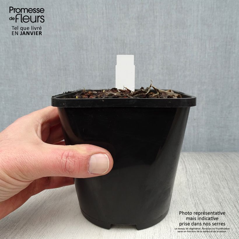 Hosta Captain’s Adventure Maceta 1,5L/2L Ejemplar entregado en invierno