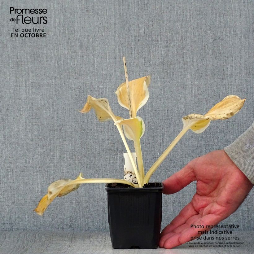 Ejemplar de Hosta Carnival Maceta de 8/9 cm entregado en otoño