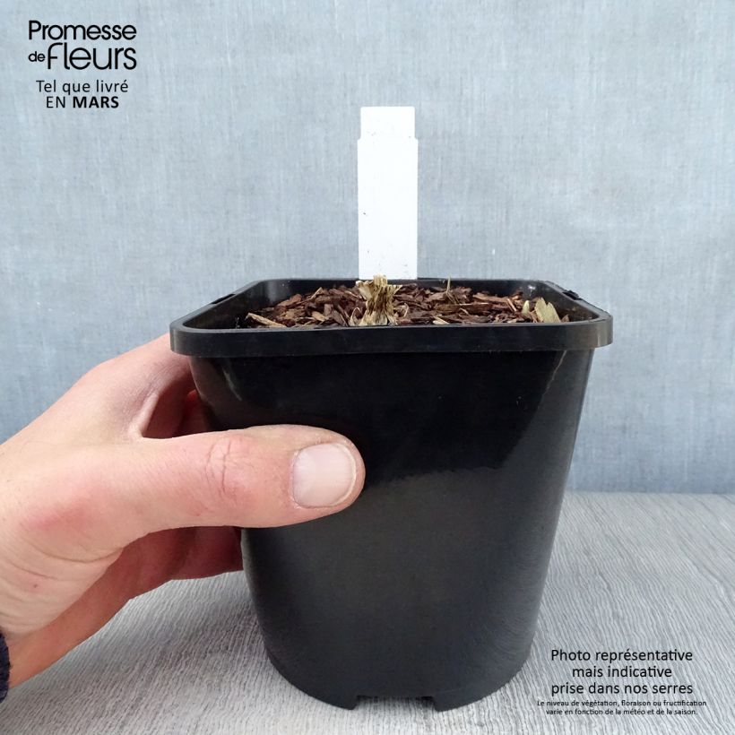 Hosta Cathedral Windows Maceta 1,5L/2L Ejemplar entregado en la primavera