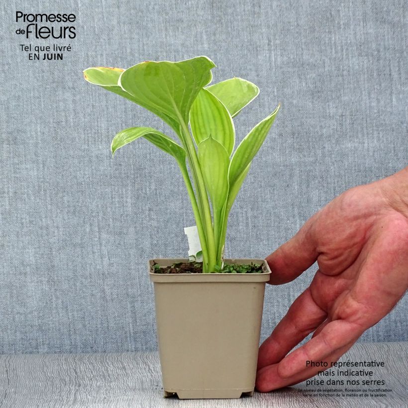 Ejemplar de Hosta Clifford's Forest Fire Maceta de 8/9 cm entregado en verano