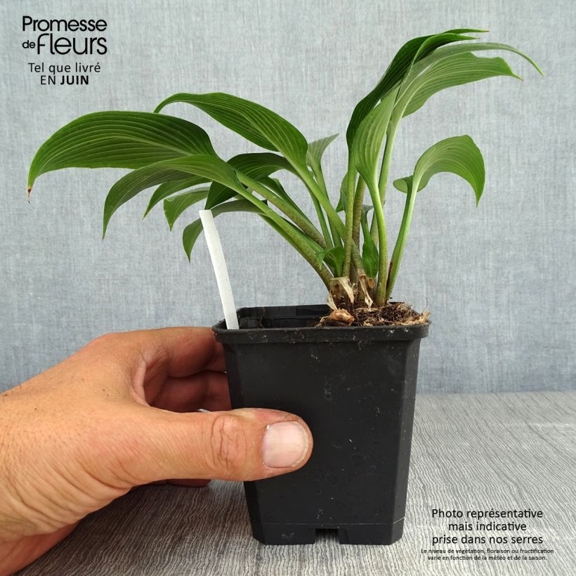 Ejemplar de Hosta Devon Green Godet de 9cm entregado en verano