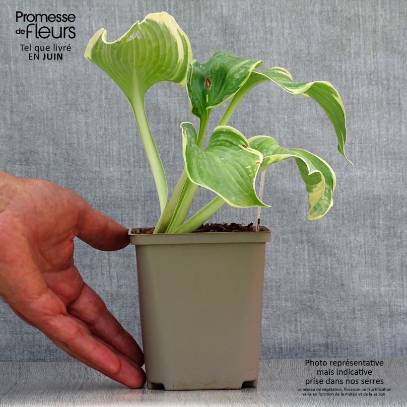 Ejemplar de Hosta Earth Angel Godet de 9cm entregado en verano