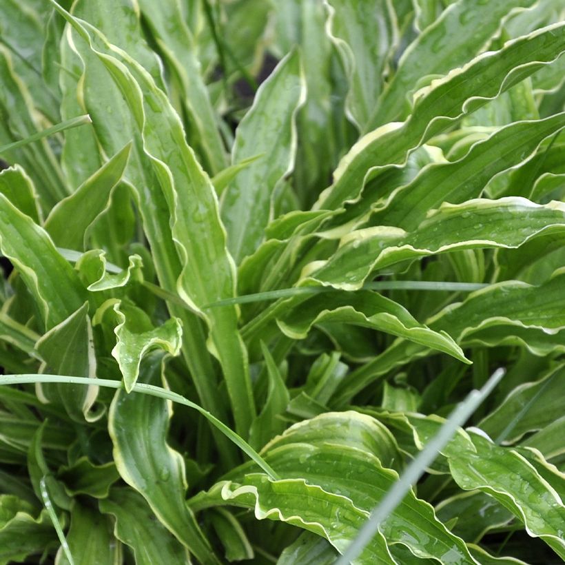 Hosta Electrocution (Follaje)
