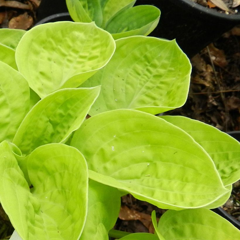 Hosta Eye Catcher (Follaje)