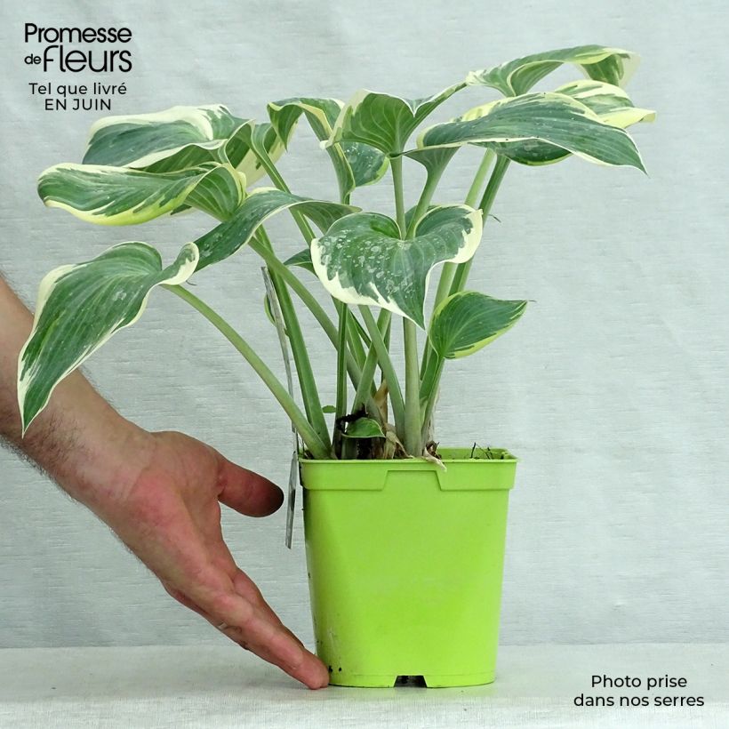 Ejemplar de Hosta First Frost Pot de 2L/3L entregado en verano