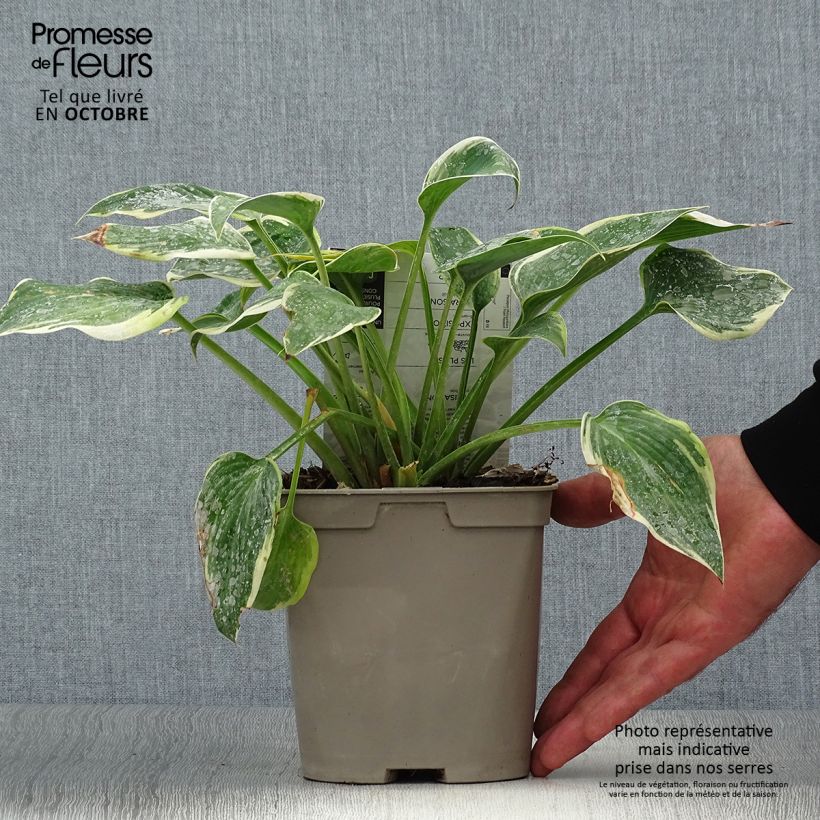 Ejemplar de Hosta First Frost Maceta 2L/3L entregado en otoño