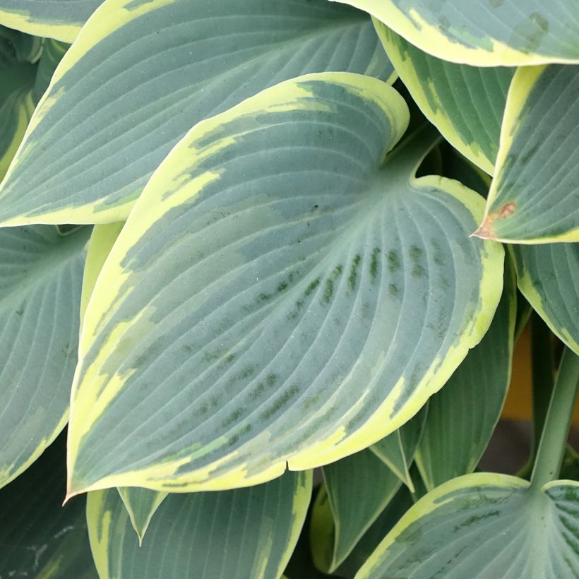 Hosta First Frost (Follaje)