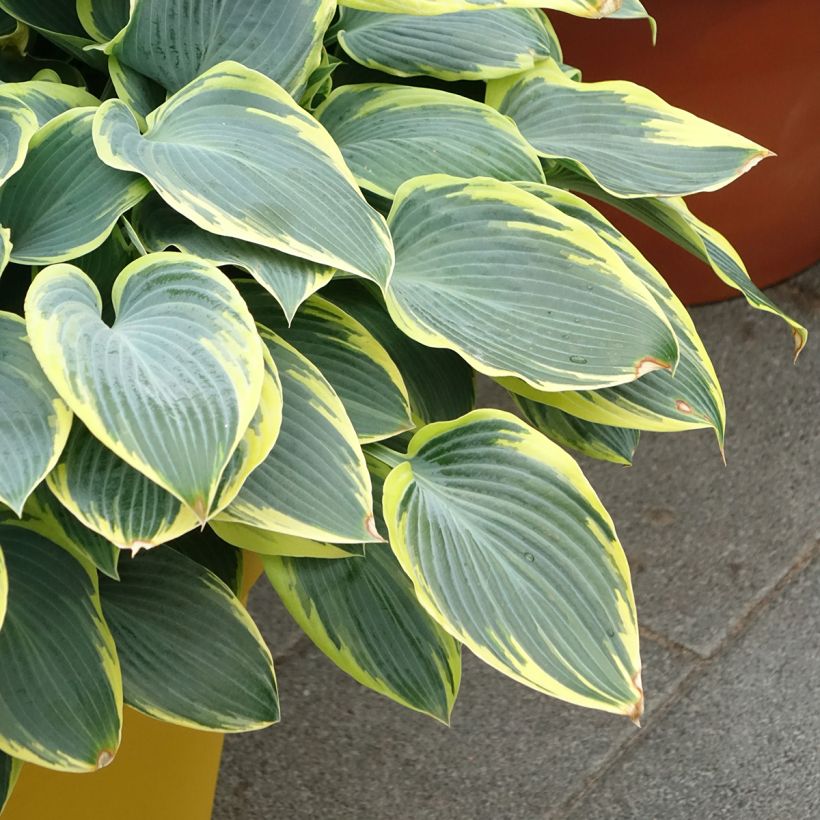 Hosta First Frost (Porte)