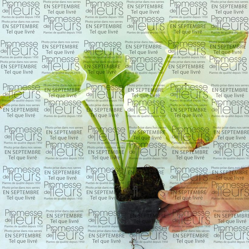 Ejemplo de ejemplar de Hosta Fragrant Dream Maceta de 8/9 cm tal y como se entrega