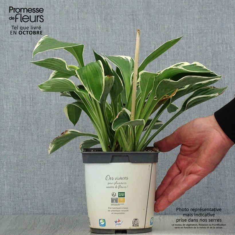 Ejemplar de Hosta fortunei Francee Maceta 2L/3L entregado en otoño