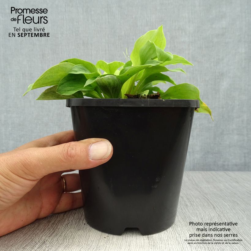 Ejemplar de Hosta Golden Needles Maceta 1,5L/2L entregado en otoño