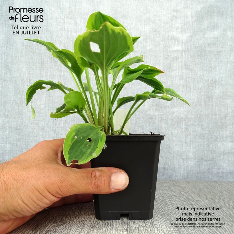 Ejemplar de Hosta Golden Tiara Maceta de 8/9 cm entregado en verano