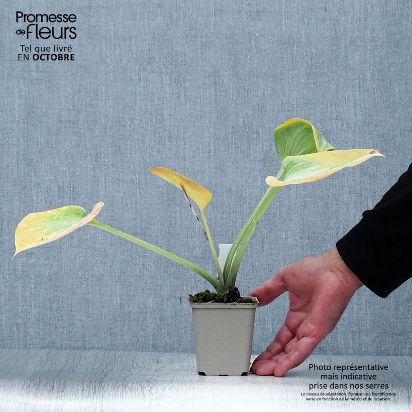 Ejemplar de Hosta Grand Marquee Maceta de 8/9 cm entregado en otoño