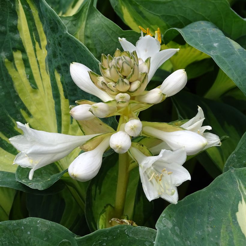 Hosta Great Expectations (Floración)