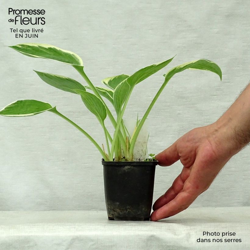 Ejemplar de Hosta Green Gold Maceta de 8/9 cm entregado en verano