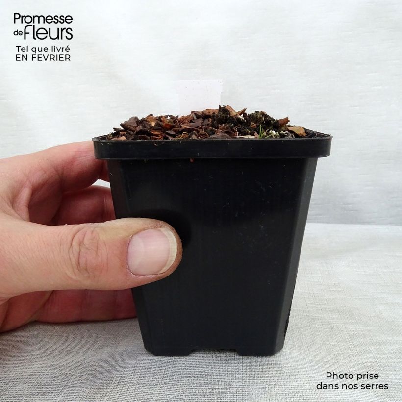 Hosta Ground Master Maceta de 8/9 cm Ejemplar entregado en invierno