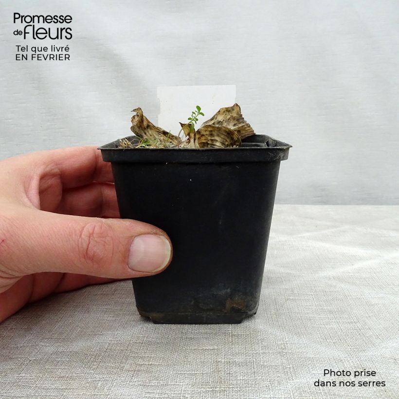 Hosta Herifu Maceta de 8/9 cm Ejemplar entregado en invierno
