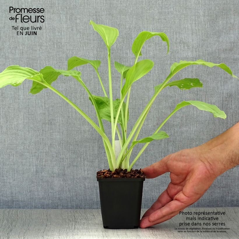 Ejemplar de Hosta Honeybells Godet de 9cm entregado en verano