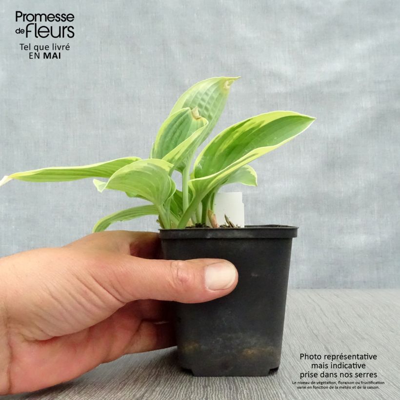 Hosta Honeysong Maceta 2L/3L Ejemplar entregado en la primavera