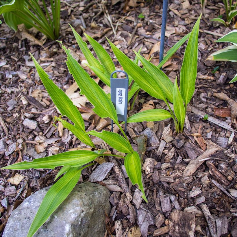 Hosta Hyuga Urajiro (Porte)
