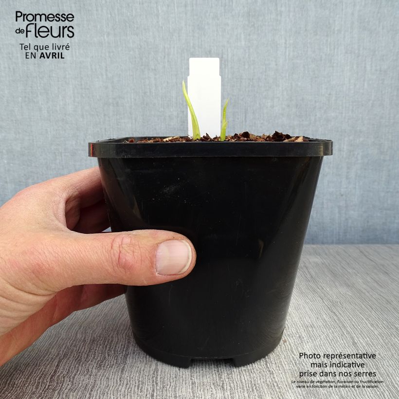 Hosta Hyuga Urajiro - Pot de 1,5L/2L Ejemplar entregado en la primavera