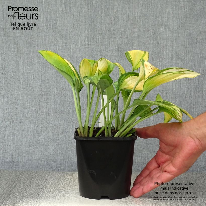 Ejemplar de Hosta tardiana June Maceta 1,5L/2L entregado en verano