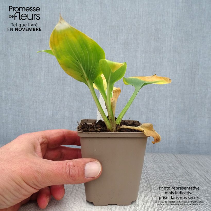 Ejemplar de Hosta Jurassic Park Maceta de 8/9 cm entregado en otoño