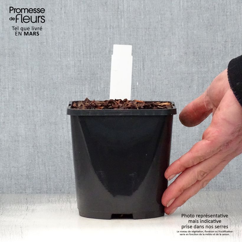 Hosta Jurassic Park - Hosta géant en pot de 1,5L/2L Ejemplar entregado en la primavera