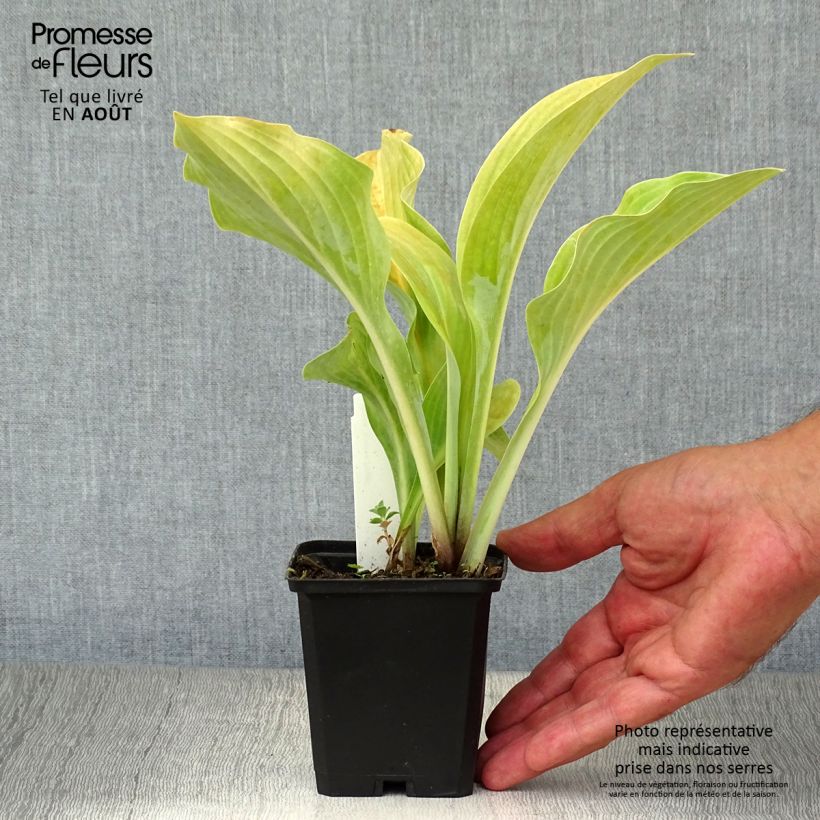 Ejemplar de Hosta nigrescens Krossa Regal Maceta de 8/9 cm entregado en verano