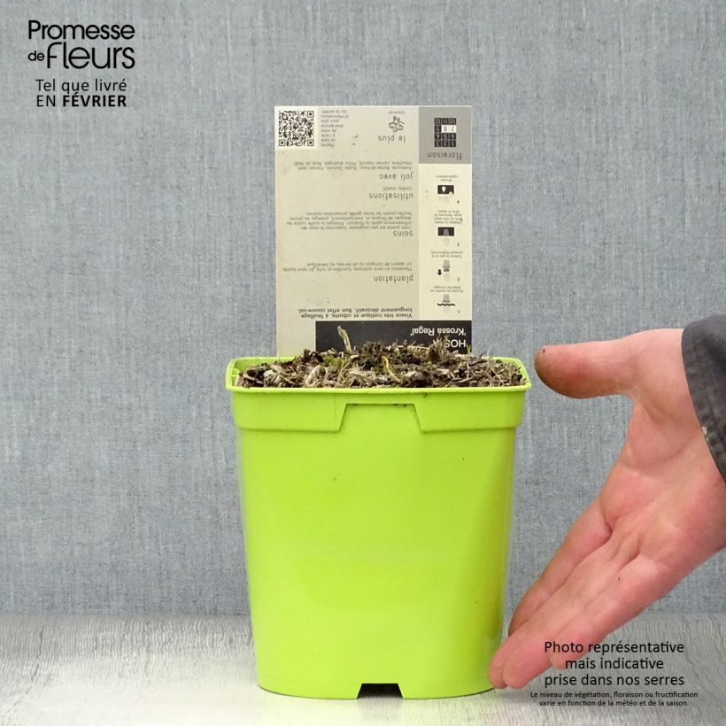 Hosta nigrescens Krossa Regal Maceta 2L/3L Ejemplar entregado en invierno