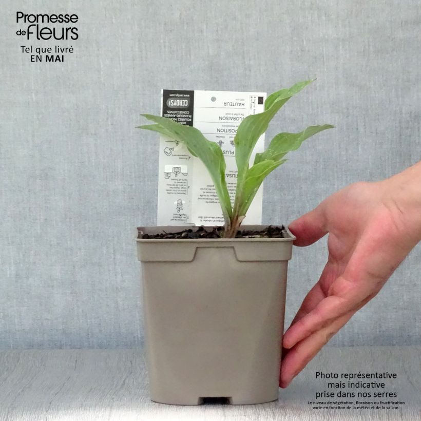 Hosta nigrescens Krossa Regal Maceta 2L/3L Ejemplar entregado en la primavera